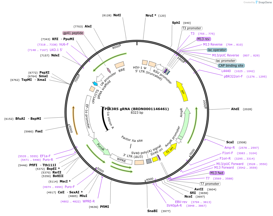 75760-plasmid-map-sequence-id-473535