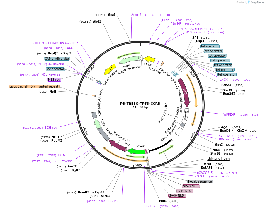 236773-plasmid-map-sequence-id-473536
