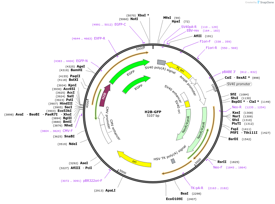 11680-plasmid-map-sequence-id-473539