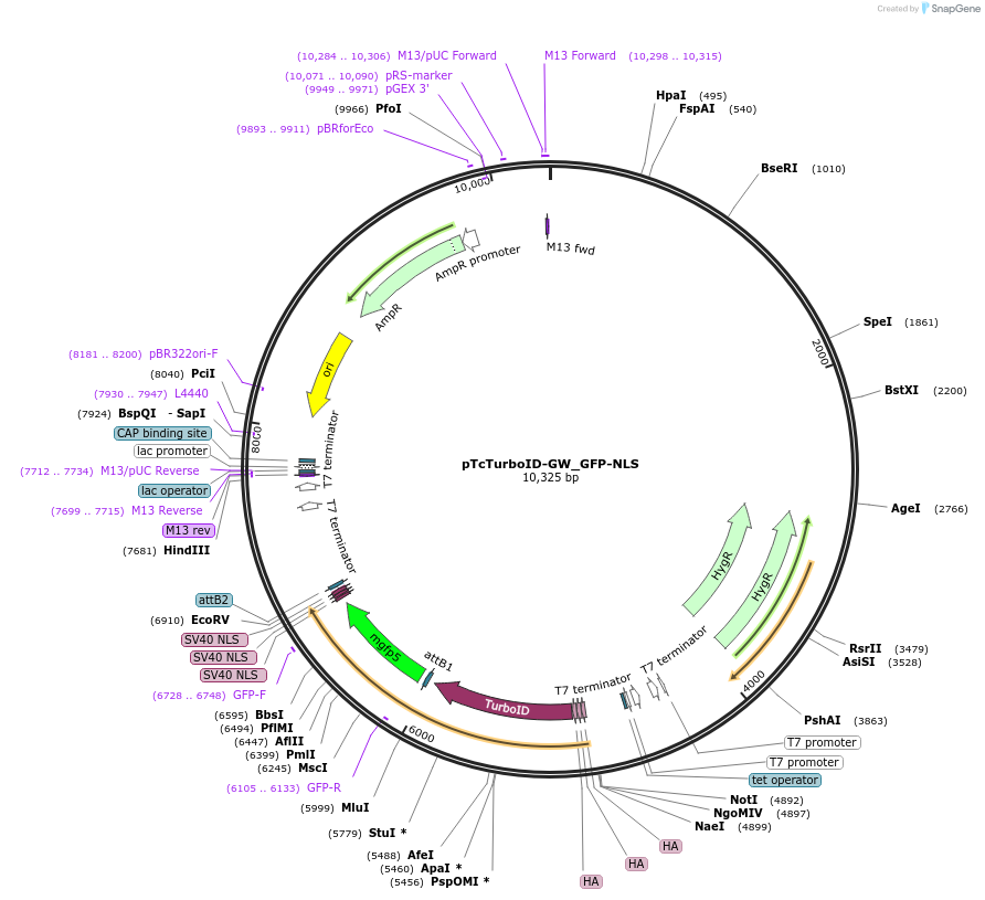 234716-plasmid-map-sequence-id-473540