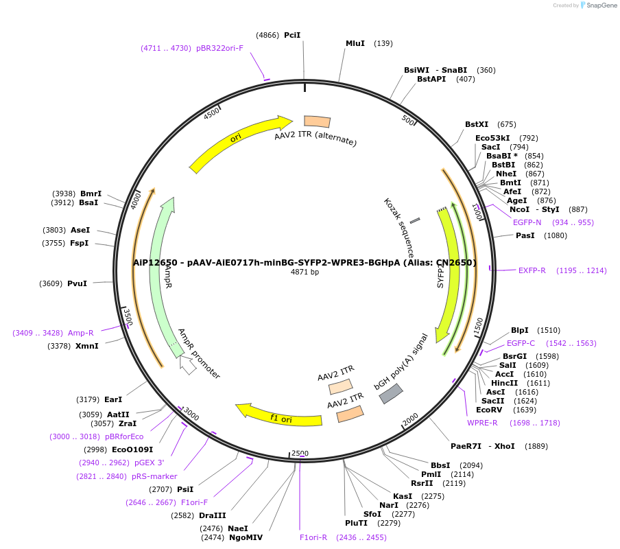 230223-plasmid-map-sequence-id-473541