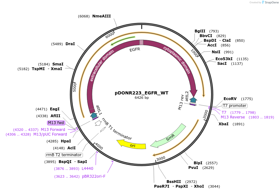 81926-plasmid-map-sequence-id-473542