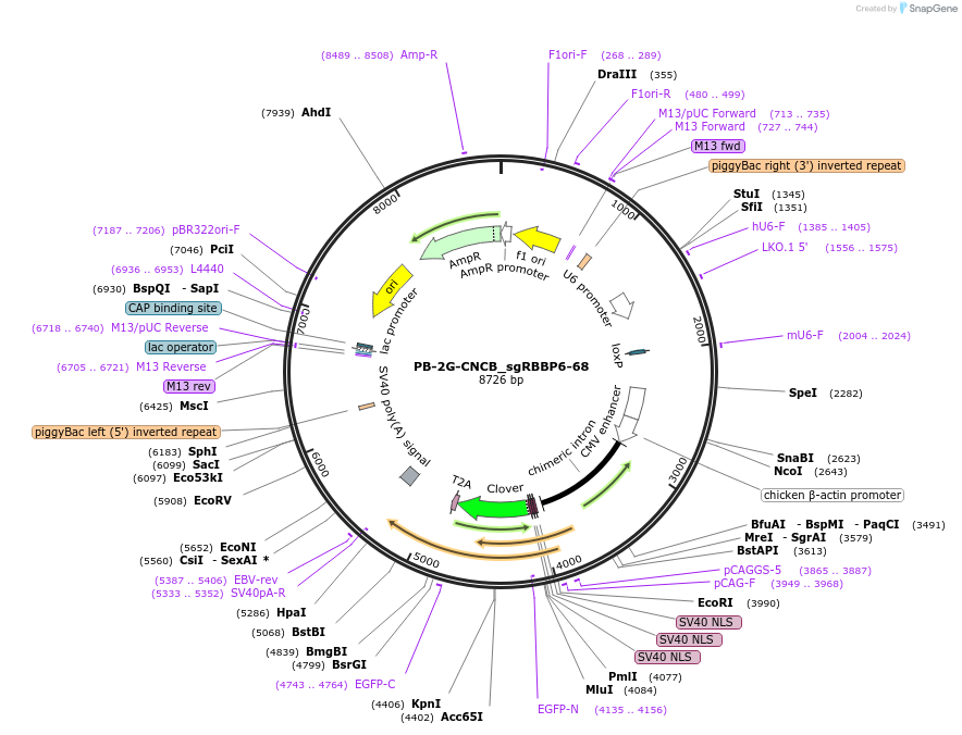 237555-plasmid-map-sequence-id-473543