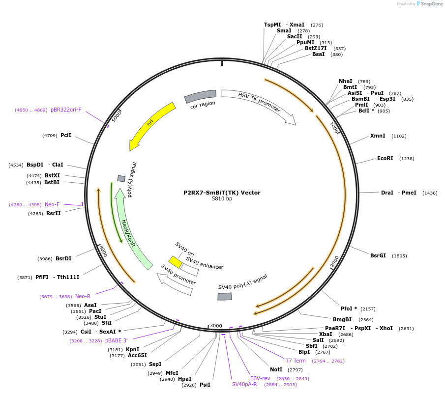 237102-plasmid-map-sequence-id-473546