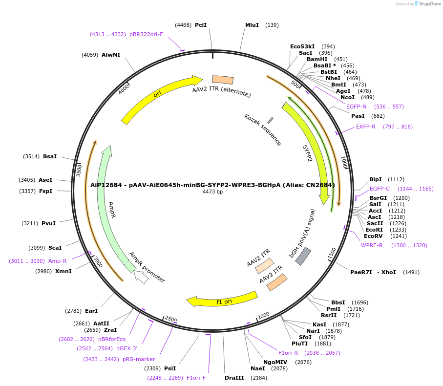 230228-plasmid-map-sequence-id-473547