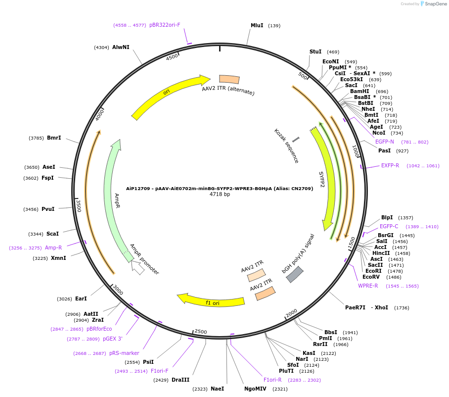 230235-plasmid-map-sequence-id-473565