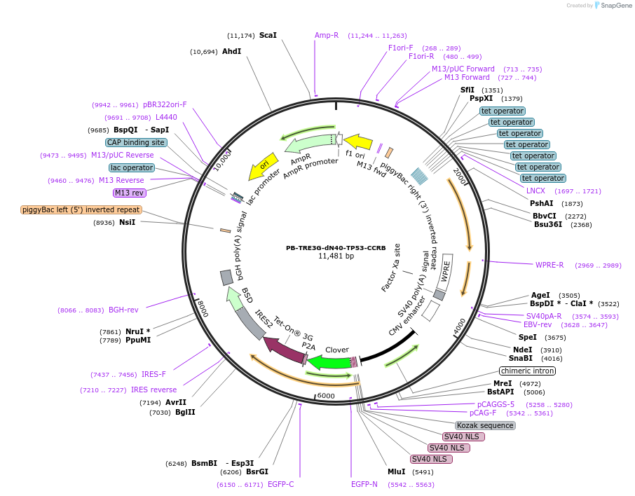 236774-plasmid-map-sequence-id-473566