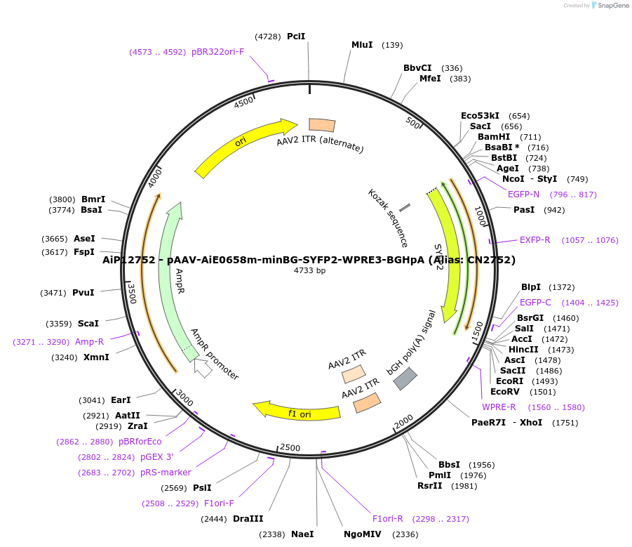 230238-plasmid-map-sequence-id-473567