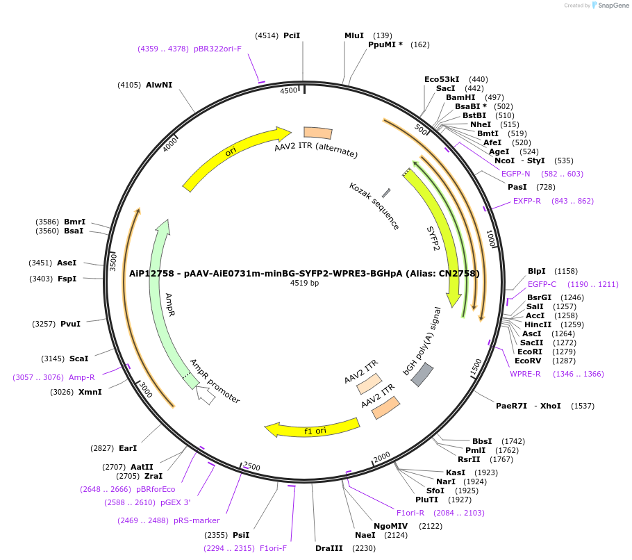 230241-plasmid-map-sequence-id-473568