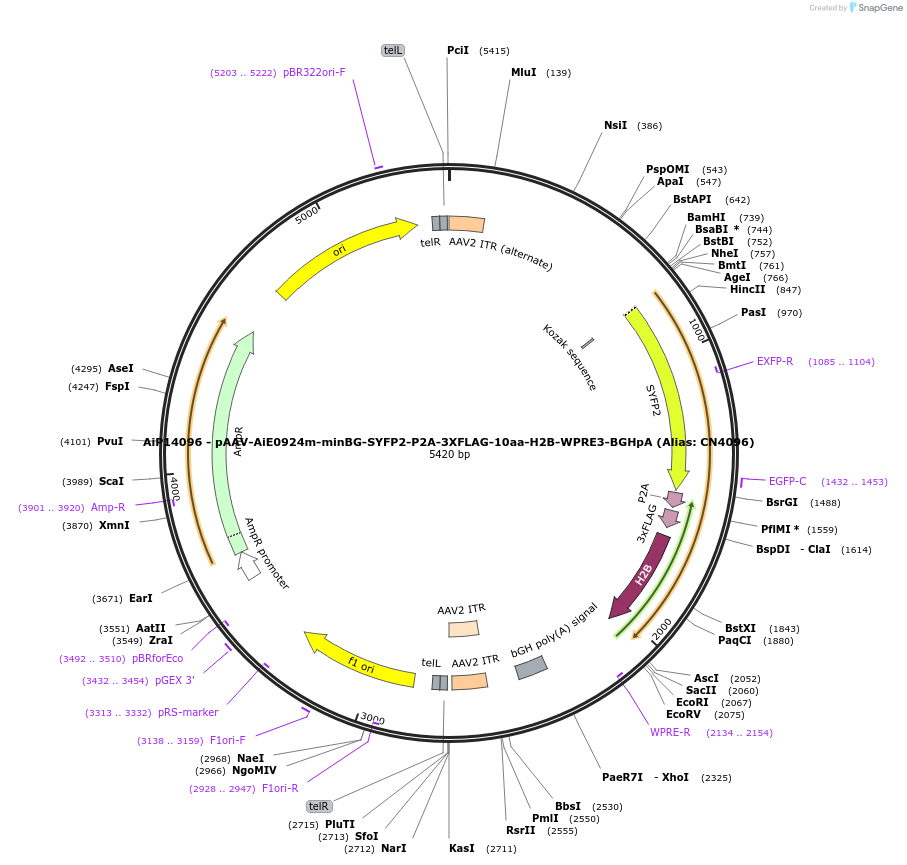 230326-plasmid-map-sequence-id-473571