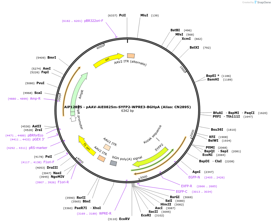 230262-plasmid-map-sequence-id-473572