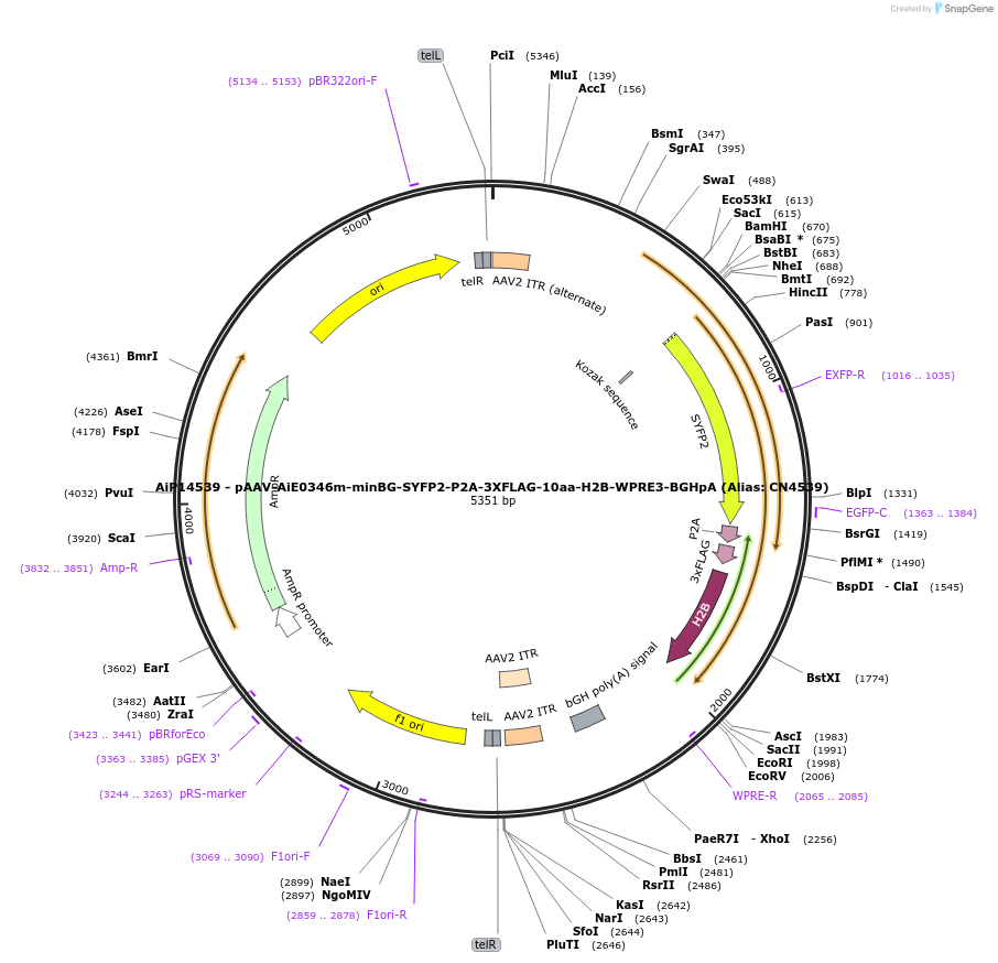 230339-plasmid-map-sequence-id-473573