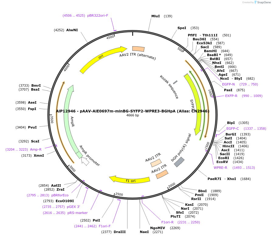230268-plasmid-map-sequence-id-473575