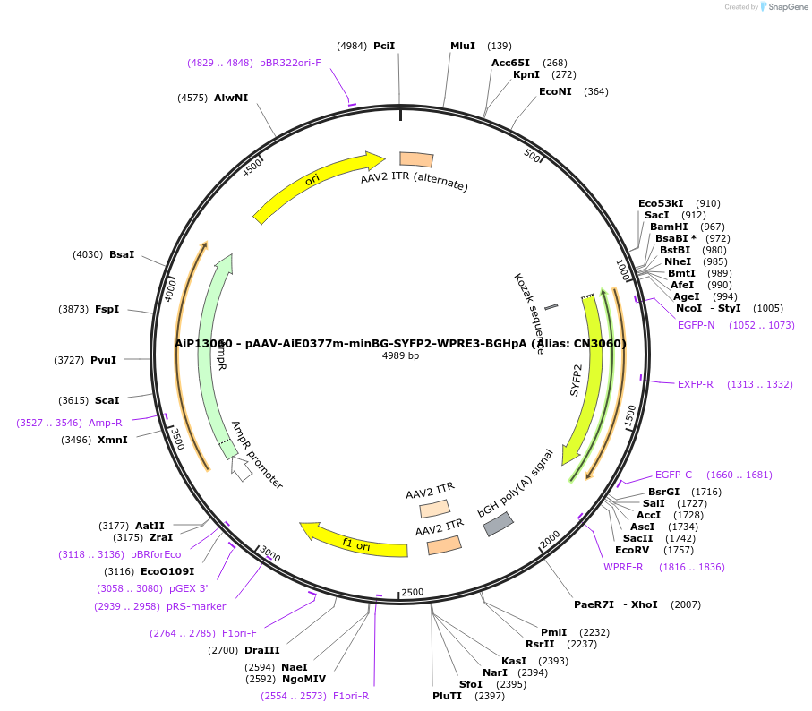 230273-plasmid-map-sequence-id-473581