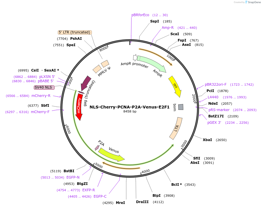 236446-plasmid-map-sequence-id-473583