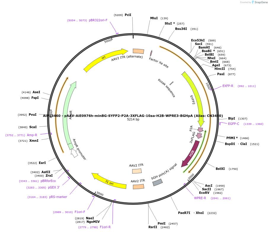 230296-plasmid-map-sequence-id-473584