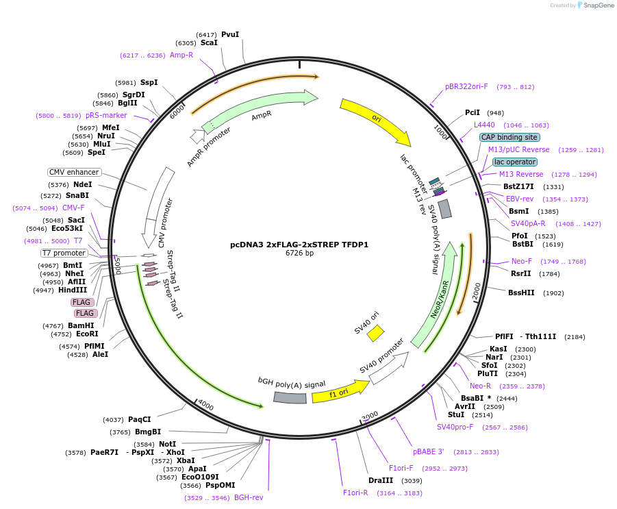 236444-plasmid-map-sequence-id-473585