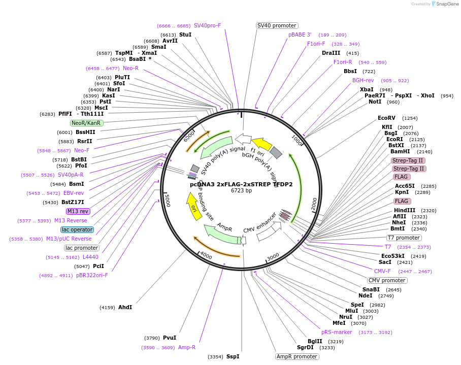 236445-plasmid-map-sequence-id-473586