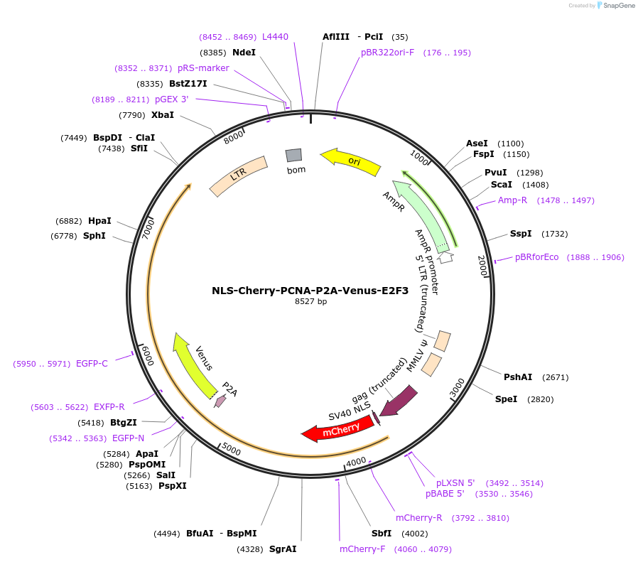 236448-plasmid-map-sequence-id-473587