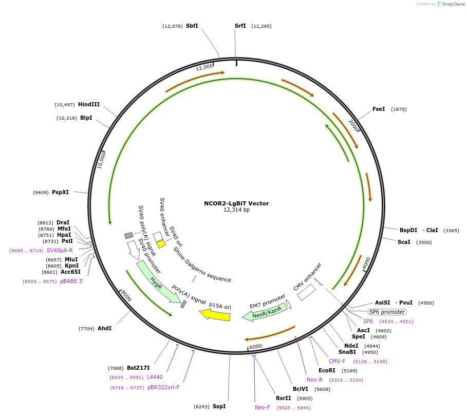 237106-plasmid-map-sequence-id-473589