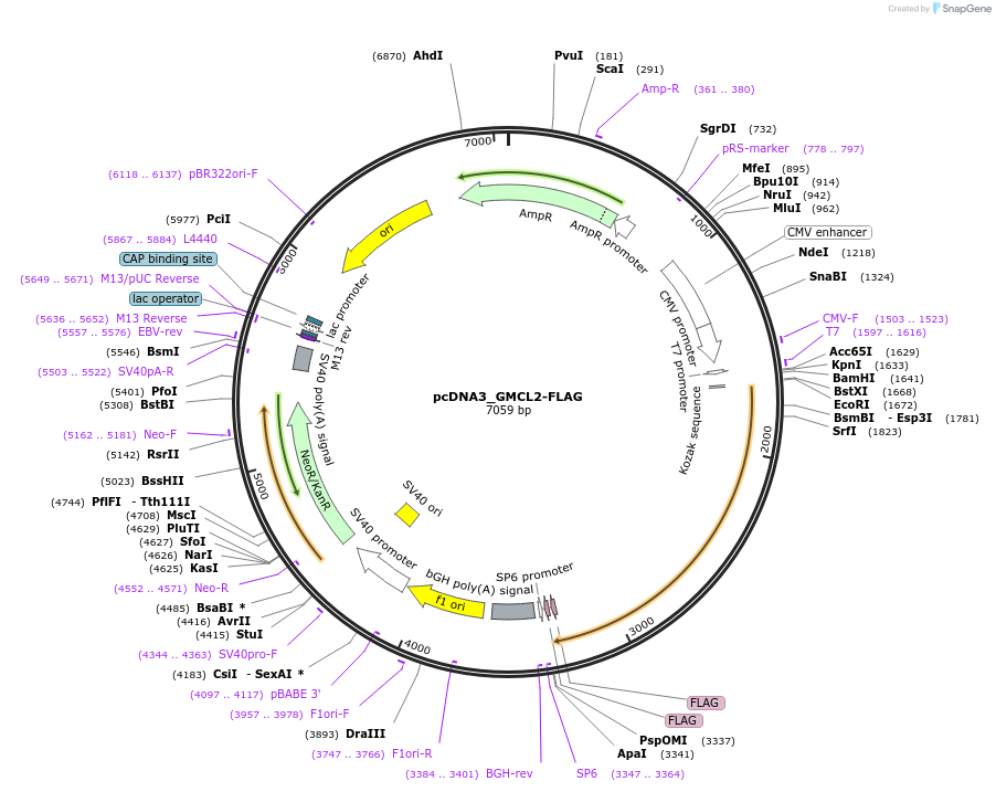 237344-plasmid-map-sequence-id-473590