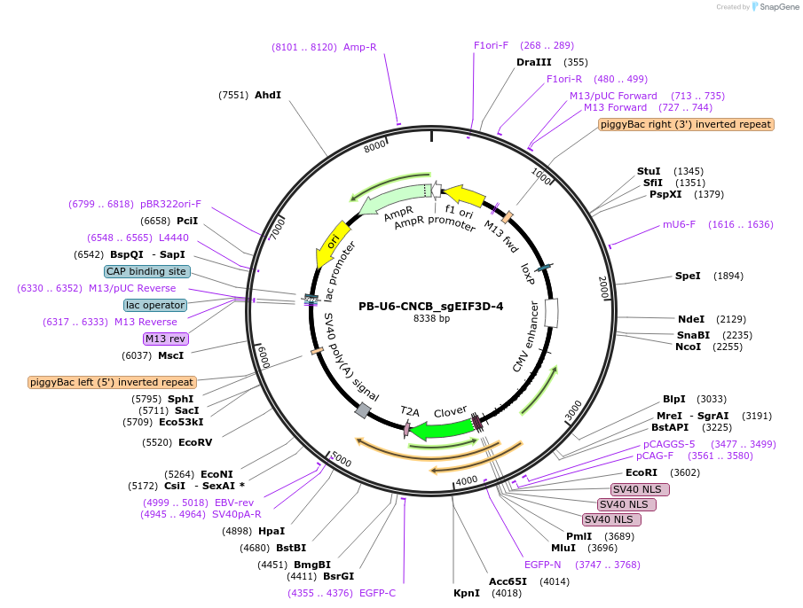 236766-plasmid-map-sequence-id-473592