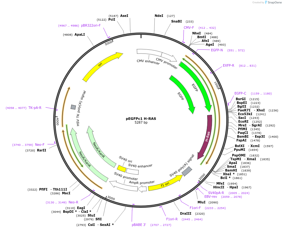 236449-plasmid-map-sequence-id-473594