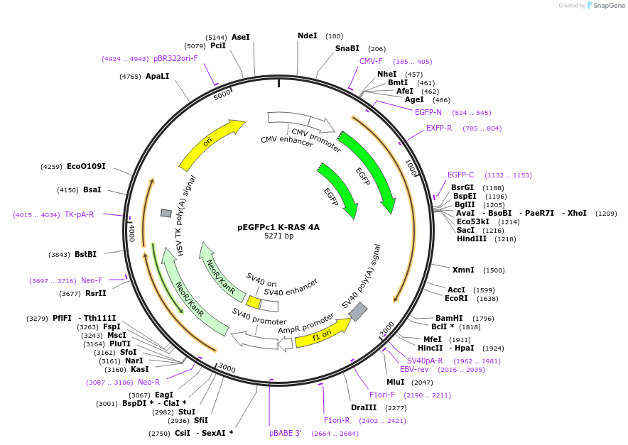 236451-plasmid-map-sequence-id-473595