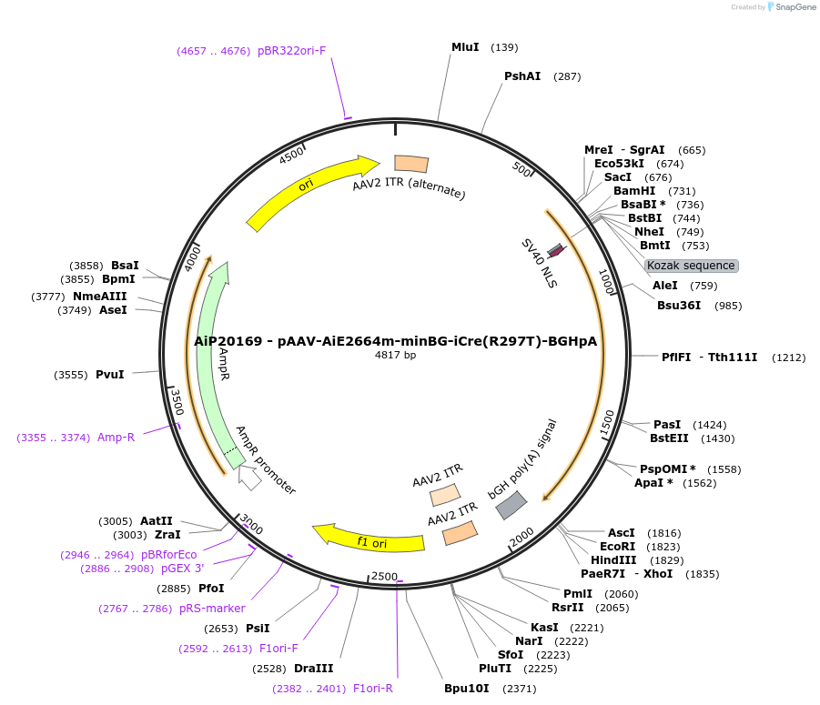 230805-plasmid-map-sequence-id-473596