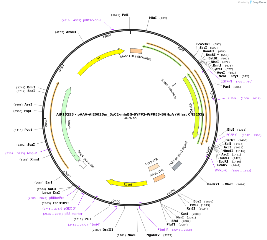 230506-plasmid-map-sequence-id-473598