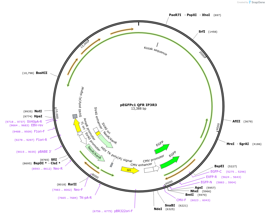 236454-plasmid-map-sequence-id-473604