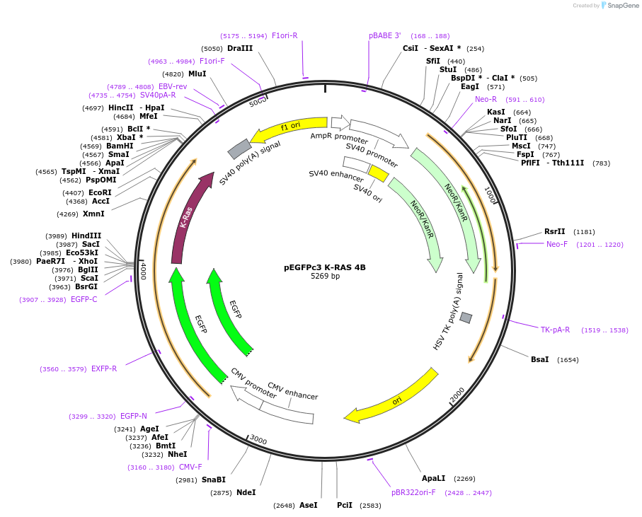 236452-plasmid-map-sequence-id-473616
