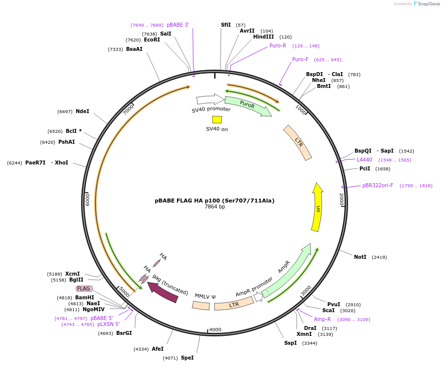 236469-plasmid-map-sequence-id-473617