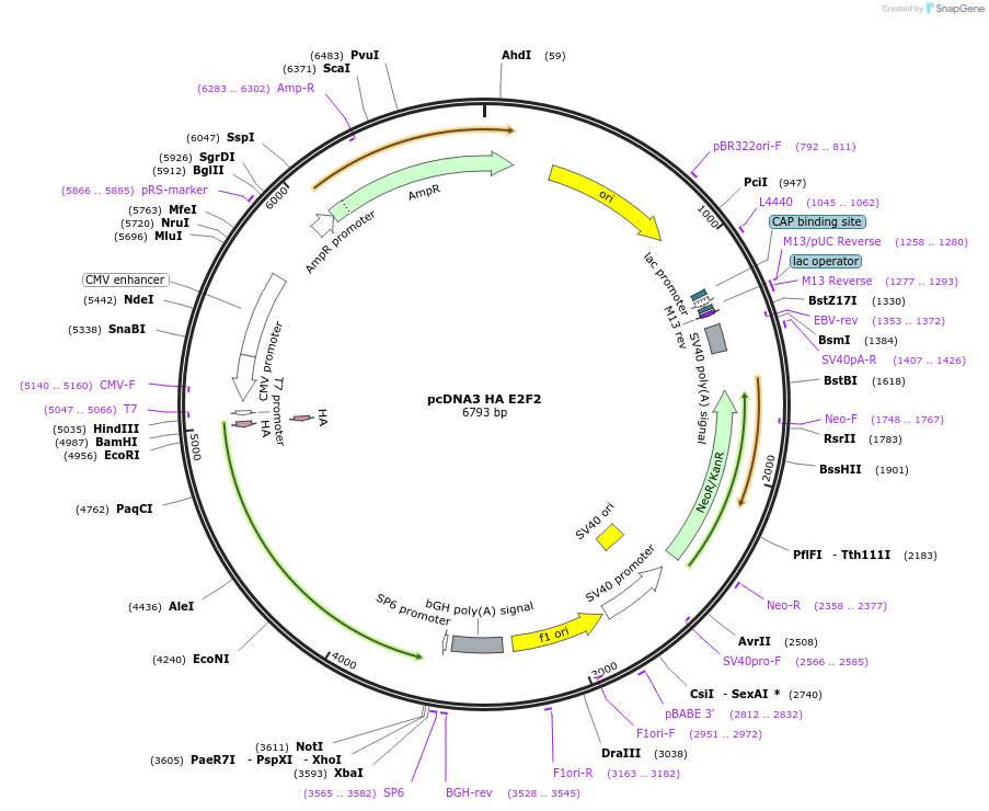 236432-plasmid-map-sequence-id-473619