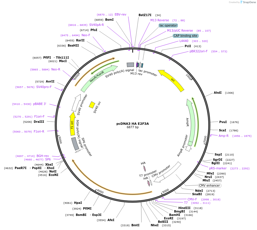 236437-plasmid-map-sequence-id-473628