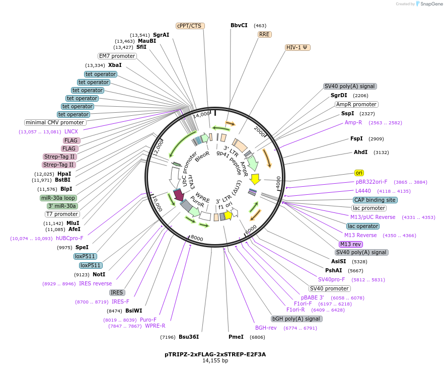 236435-plasmid-map-sequence-id-473629