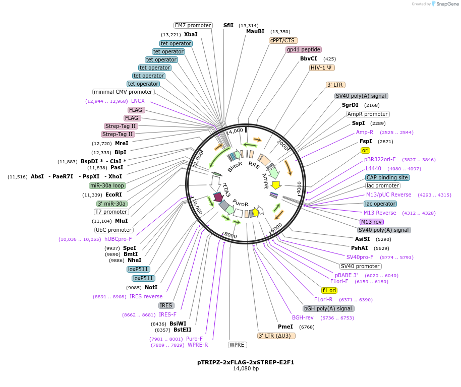 236433-plasmid-map-sequence-id-473634