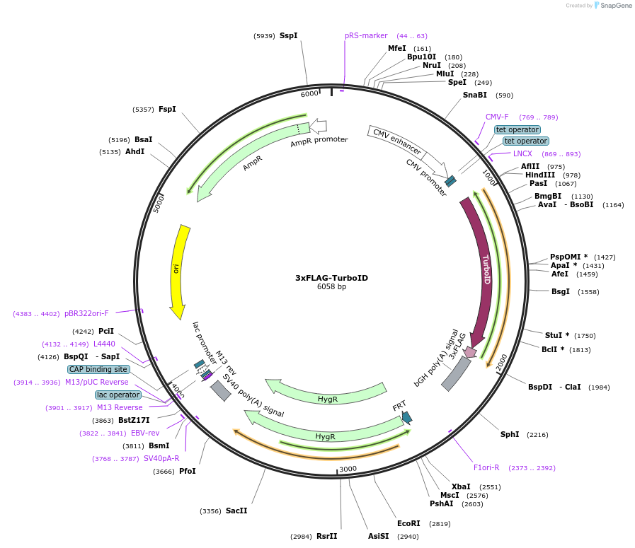 236117-plasmid-map-sequence-id-473651