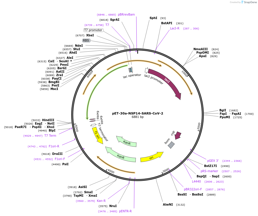 236423-plasmid-map-sequence-id-473701