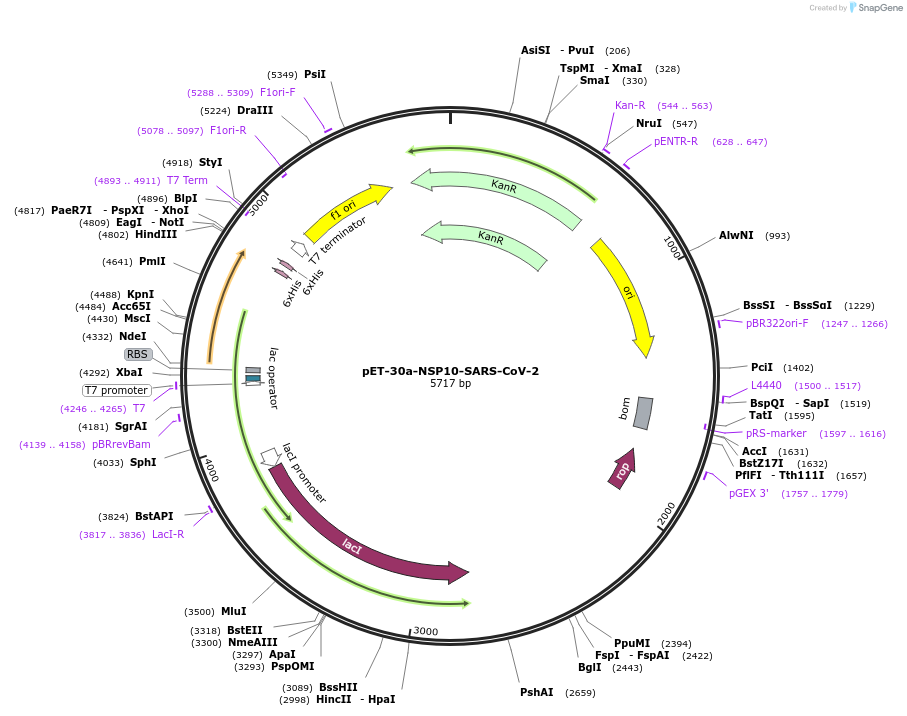 236426-plasmid-map-sequence-id-473703