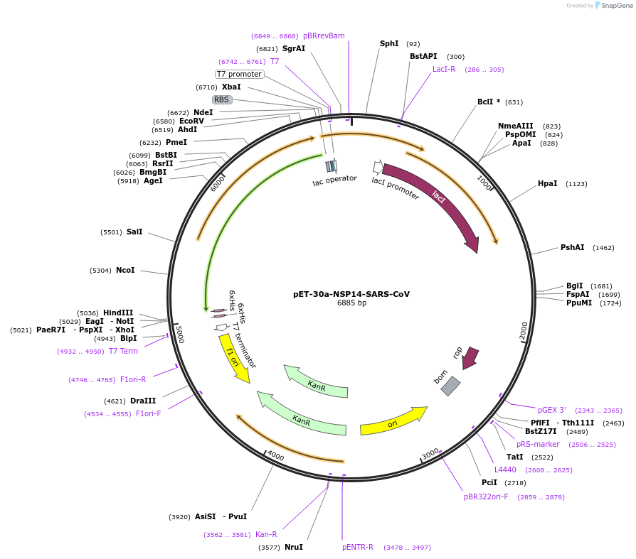 236424-plasmid-map-sequence-id-473706