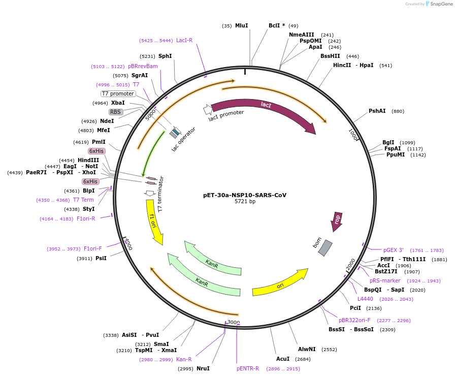 236427-plasmid-map-sequence-id-473707