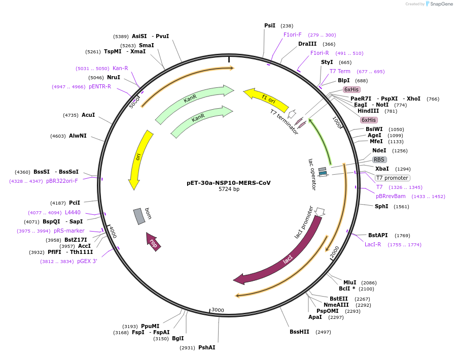 236428-plasmid-map-sequence-id-473709