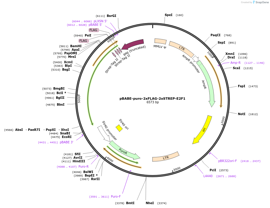 236436-plasmid-map-sequence-id-473712