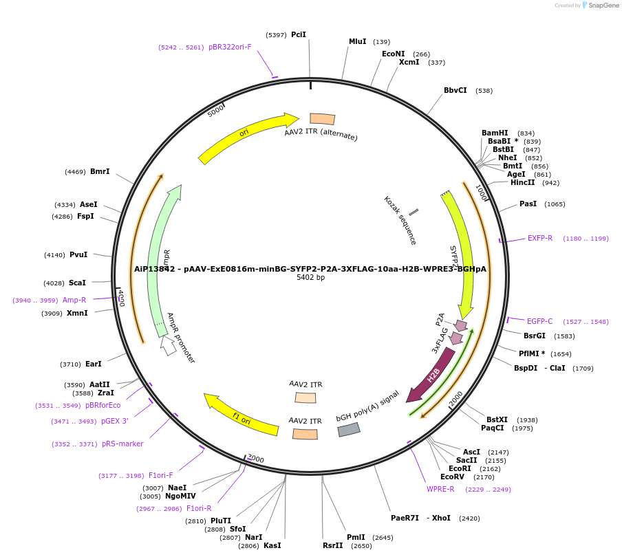 234630-plasmid-map-sequence-id-473715