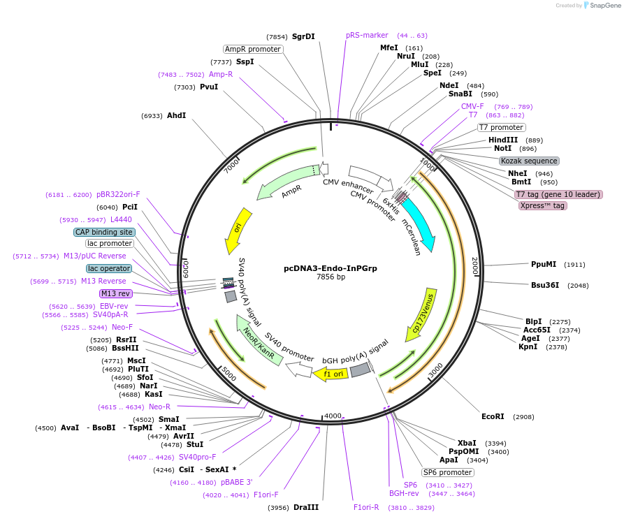236003-plasmid-map-sequence-id-473735