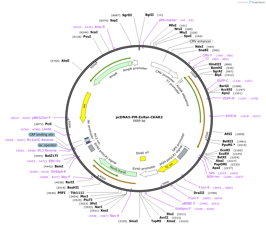 236098-plasmid-map-sequence-id-473738