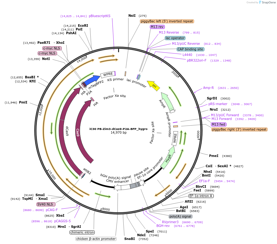 236743-plasmid-map-sequence-id-473739