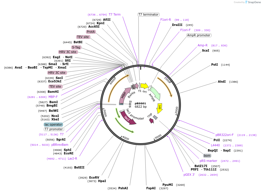 37558-plasmid-map-sequence-id-47374