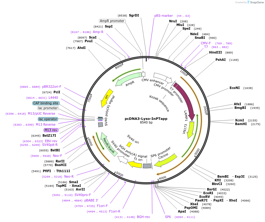 236000-plasmid-map-sequence-id-473740